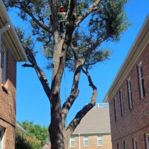Quality Tree & Landscaping Services in Dallas, TX