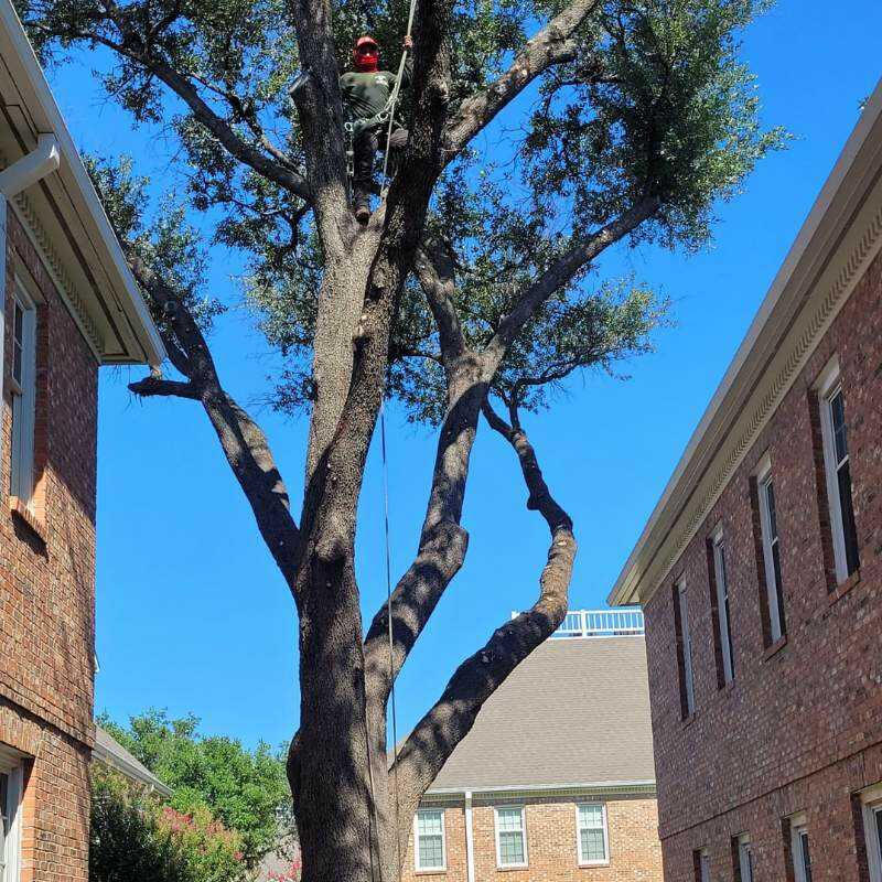 Quality Tree & Landscaping Services in Dallas, TX
