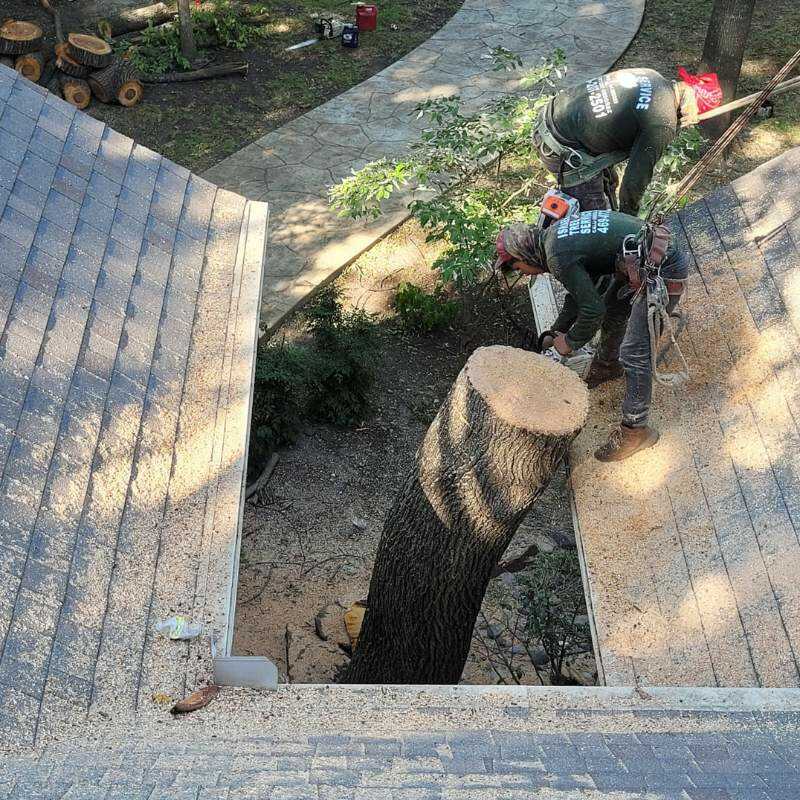 Projects of High-quality tree service across Dallas, TXArtemio Tree Services feb 12 (17)