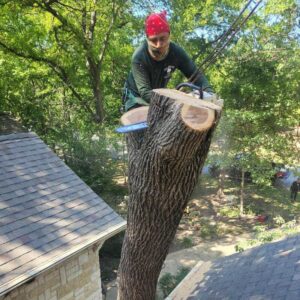 About us, the tree service leaders in Dallas, TX