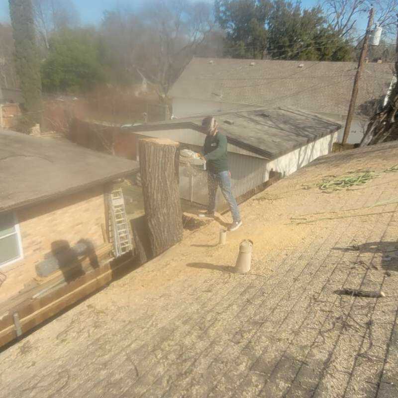 Projects of High-quality tree service across Dallas, TXArtemio Tree Services feb 12 (33)