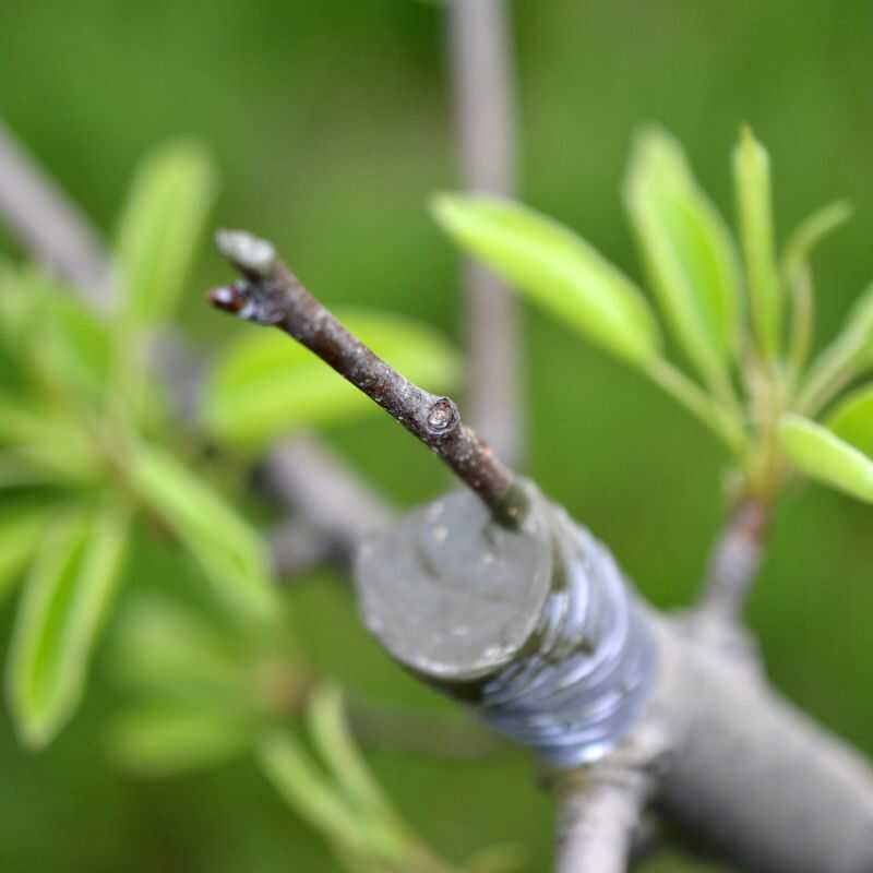 Quality Tree & Landscaping Services in Dallas, TX